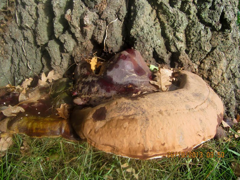 Ganoderma resinaceum Ganoderma resinaceum